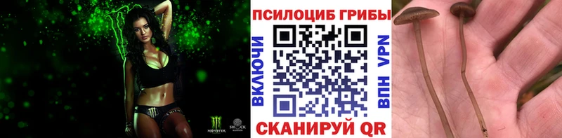 Галлюциногенные грибы Psilocybine cubensis Шуя