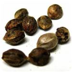 Семена марихуаны АК-47  (Seeds AK-47) в Шуе